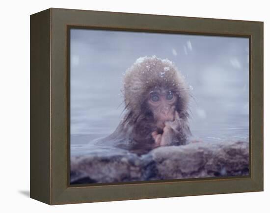 Japanese Macaques in Shiga Mountains of Japan-Co Rentmeester-Framed Premier Image Canvas