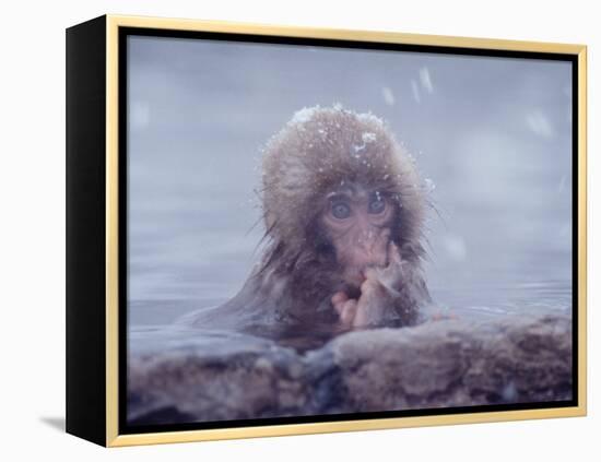 Japanese Macaques in Shiga Mountains of Japan-Co Rentmeester-Framed Premier Image Canvas