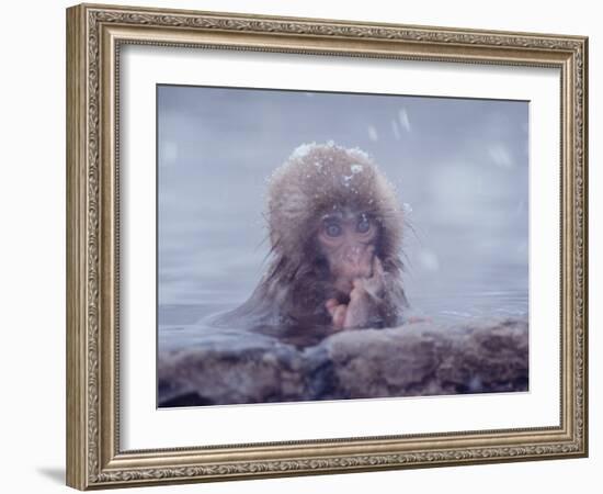 Japanese Macaques in Shiga Mountains of Japan-Co Rentmeester-Framed Photographic Print