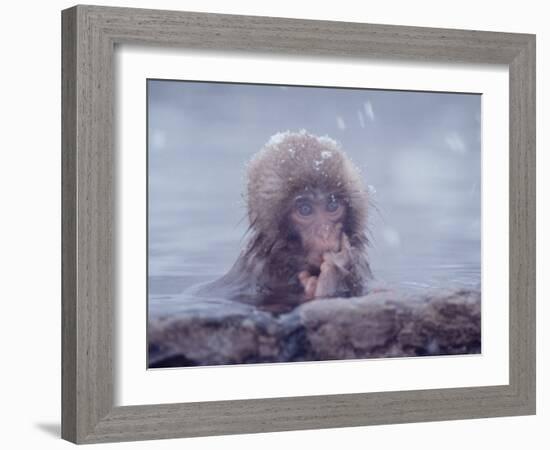 Japanese Macaques in Shiga Mountains of Japan-Co Rentmeester-Framed Photographic Print