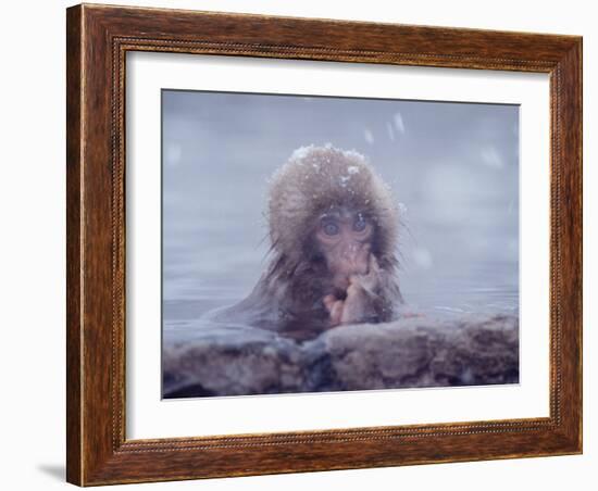 Japanese Macaques in Shiga Mountains of Japan-Co Rentmeester-Framed Photographic Print