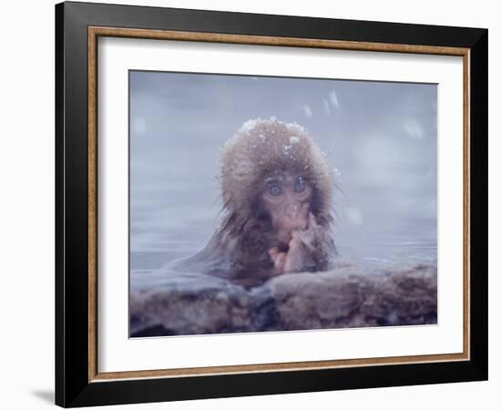 Japanese Macaques in Shiga Mountains of Japan-Co Rentmeester-Framed Photographic Print