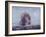 Japanese Macaques in Shiga Mountains of Japan-Co Rentmeester-Framed Photographic Print