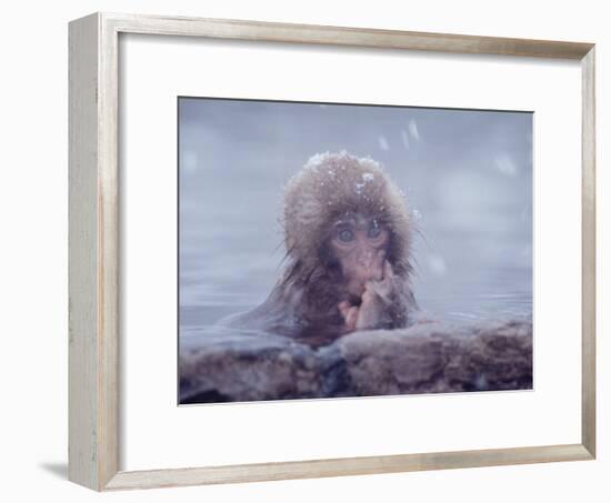 Japanese Macaques in Shiga Mountains of Japan-Co Rentmeester-Framed Photographic Print