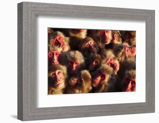 Japanese Macaques (Macaca Fuscata) Faces Looking Up-Yukihiro Fukuda-Framed Photographic Print