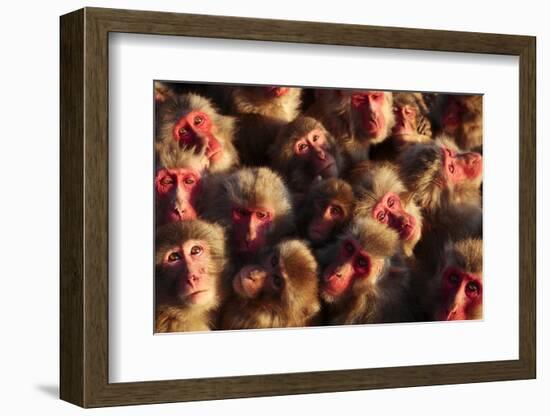 Japanese Macaques (Macaca Fuscata) Faces Looking Up-Yukihiro Fukuda-Framed Photographic Print