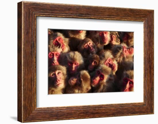 Japanese Macaques (Macaca Fuscata) Faces Looking Up-Yukihiro Fukuda-Framed Photographic Print