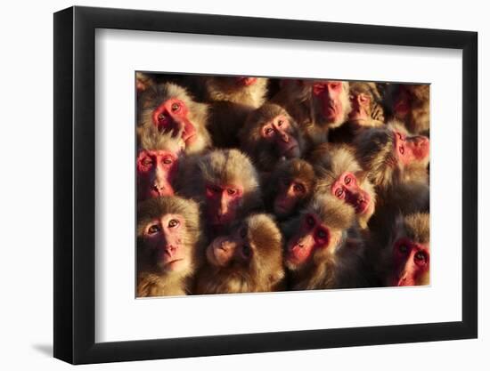 Japanese Macaques (Macaca Fuscata) Faces Looking Up-Yukihiro Fukuda-Framed Photographic Print