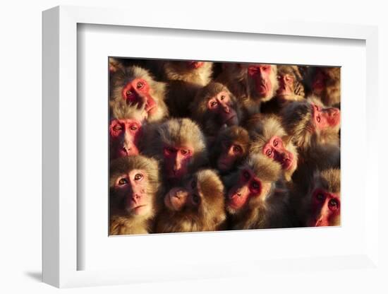 Japanese Macaques (Macaca Fuscata) Faces Looking Up-Yukihiro Fukuda-Framed Photographic Print