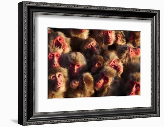 Japanese Macaques (Macaca Fuscata) Faces Looking Up-Yukihiro Fukuda-Framed Photographic Print