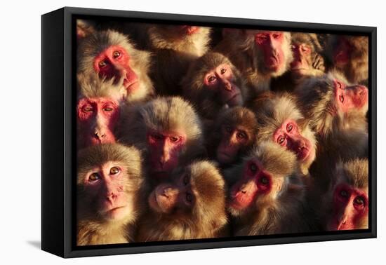 Japanese Macaques (Macaca Fuscata) Faces Looking Up-Yukihiro Fukuda-Framed Premier Image Canvas