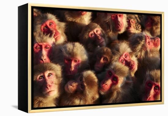 Japanese Macaques (Macaca Fuscata) Faces Looking Up-Yukihiro Fukuda-Framed Premier Image Canvas