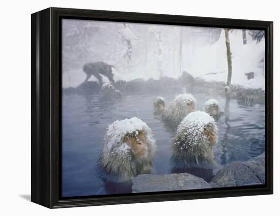 Japanese Macaques Sitting in Hot Spring in Shiga Mountains-Co Rentmeester-Framed Premier Image Canvas