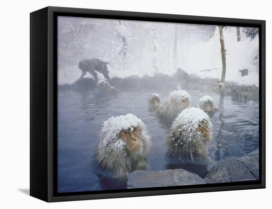 Japanese Macaques Sitting in Hot Spring in Shiga Mountains-Co Rentmeester-Framed Premier Image Canvas