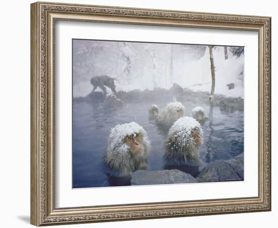 Japanese Macaques Sitting in Hot Spring in Shiga Mountains-Co Rentmeester-Framed Photographic Print