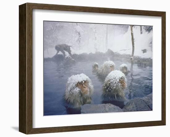 Japanese Macaques Sitting in Hot Spring in Shiga Mountains-Co Rentmeester-Framed Photographic Print