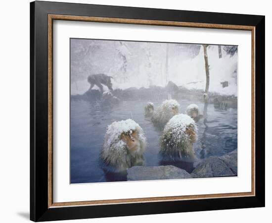 Japanese Macaques Sitting in Hot Spring in Shiga Mountains-Co Rentmeester-Framed Photographic Print