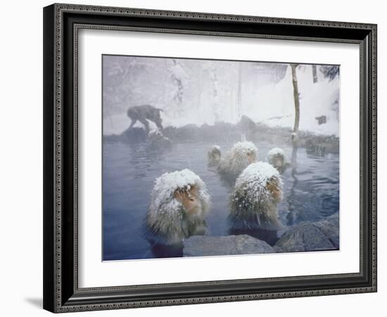 Japanese Macaques Sitting in Hot Spring in Shiga Mountains-Co Rentmeester-Framed Photographic Print