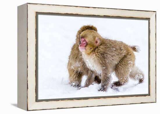 Japanese Macaques (Snow Monkeys) (Macata Fuscata), Japan-Andrew Sproule-Framed Premier Image Canvas