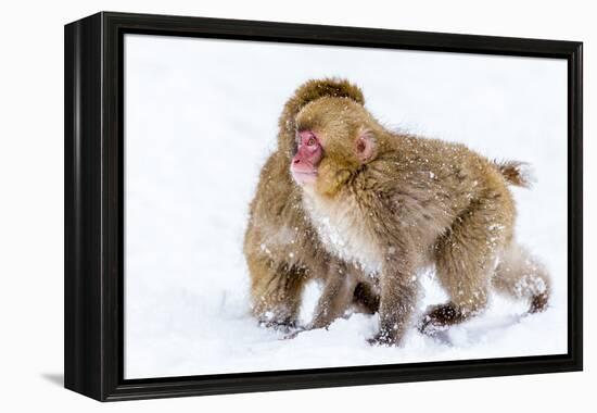 Japanese Macaques (Snow Monkeys) (Macata Fuscata), Japan-Andrew Sproule-Framed Premier Image Canvas