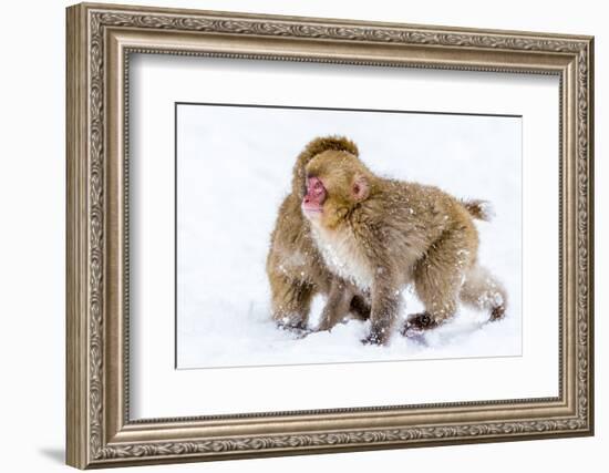 Japanese Macaques (Snow Monkeys) (Macata Fuscata), Japan-Andrew Sproule-Framed Photographic Print