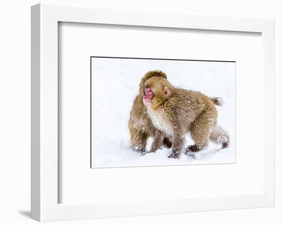 Japanese Macaques (Snow Monkeys) (Macata Fuscata), Japan-Andrew Sproule-Framed Photographic Print