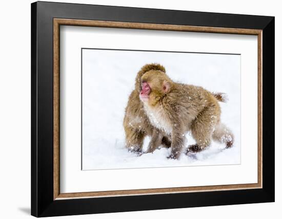 Japanese Macaques (Snow Monkeys) (Macata Fuscata), Japan-Andrew Sproule-Framed Photographic Print