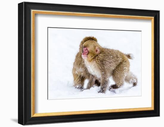 Japanese Macaques (Snow Monkeys) (Macata Fuscata), Japan-Andrew Sproule-Framed Photographic Print