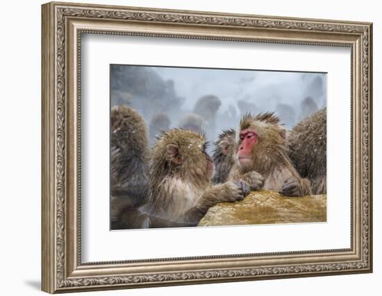 Japanese Macaques (Snow Monkeys) (Macata Fuscata), Japan-Andrew Sproule-Framed Photographic Print