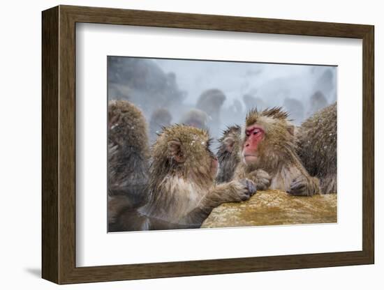 Japanese Macaques (Snow Monkeys) (Macata Fuscata), Japan-Andrew Sproule-Framed Photographic Print