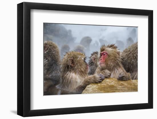 Japanese Macaques (Snow Monkeys) (Macata Fuscata), Japan-Andrew Sproule-Framed Photographic Print