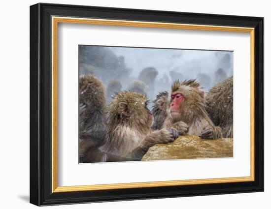 Japanese Macaques (Snow Monkeys) (Macata Fuscata), Japan-Andrew Sproule-Framed Photographic Print