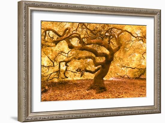 Japanese Maple 2-Moises Levy-Framed Photographic Print