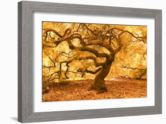 Japanese Maple 2-Moises Levy-Framed Photographic Print