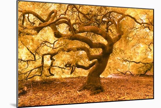 Japanese Maple 2-Moises Levy-Mounted Photographic Print