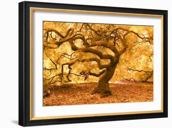 Japanese Maple 2-Moises Levy-Framed Photographic Print