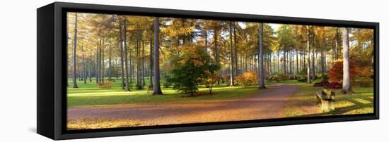 Japanese Maple (Acer Palmatum) Trees in Autumn, Westonbirt Arboretum, Gloucestershire, England-null-Framed Stretched Canvas