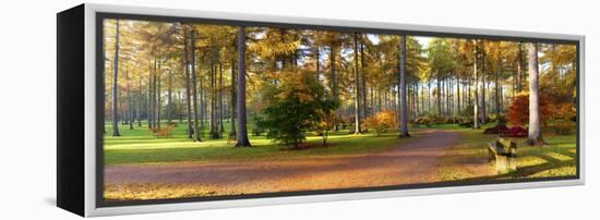 Japanese Maple (Acer Palmatum) Trees in Autumn, Westonbirt Arboretum, Gloucestershire, England-null-Framed Stretched Canvas