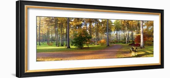 Japanese Maple (Acer Palmatum) Trees in Autumn, Westonbirt Arboretum, Gloucestershire, England-null-Framed Photographic Print