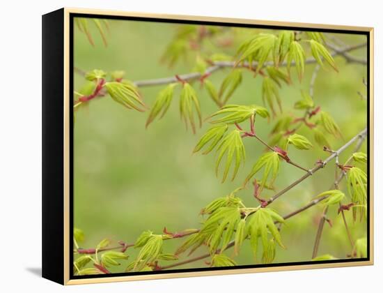 Japanese Maple (Acer Palmatum)-Adrian Bicker-Framed Premier Image Canvas