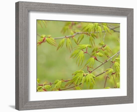 Japanese Maple (Acer Palmatum)-Adrian Bicker-Framed Photographic Print