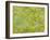 Japanese Maple (Acer Palmatum)-Adrian Bicker-Framed Photographic Print