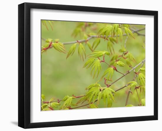 Japanese Maple (Acer Palmatum)-Adrian Bicker-Framed Photographic Print