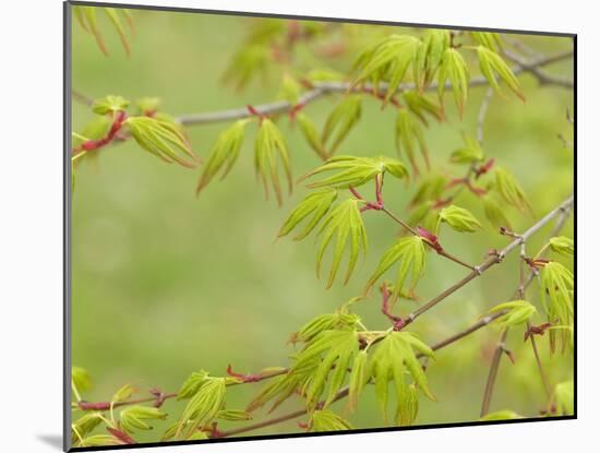 Japanese Maple (Acer Palmatum)-Adrian Bicker-Mounted Photographic Print
