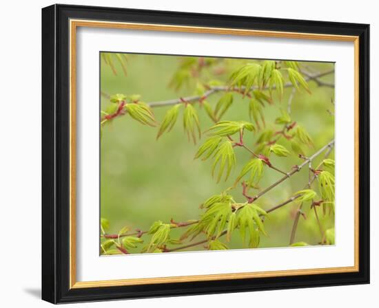 Japanese Maple (Acer Palmatum)-Adrian Bicker-Framed Photographic Print