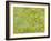 Japanese Maple (Acer Palmatum)-Adrian Bicker-Framed Photographic Print