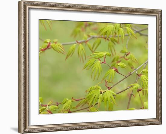 Japanese Maple (Acer Palmatum)-Adrian Bicker-Framed Photographic Print