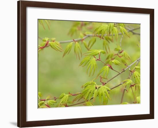 Japanese Maple (Acer Palmatum)-Adrian Bicker-Framed Photographic Print