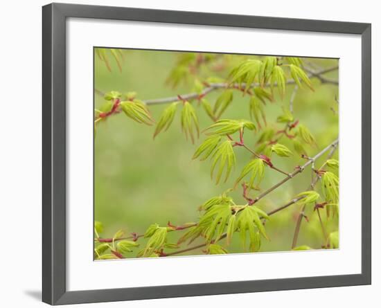 Japanese Maple (Acer Palmatum)-Adrian Bicker-Framed Photographic Print