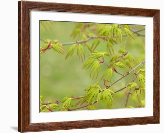 Japanese Maple (Acer Palmatum)-Adrian Bicker-Framed Photographic Print